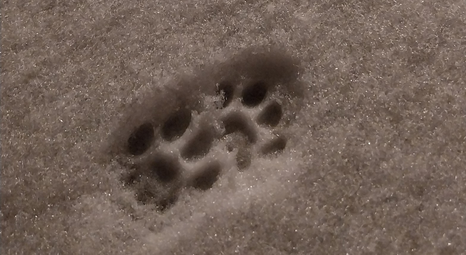 tassunjäljet lumessa